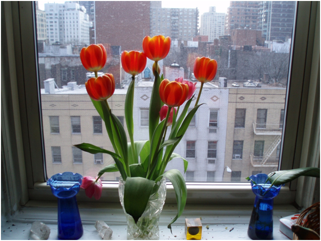 tulipsinmywindow